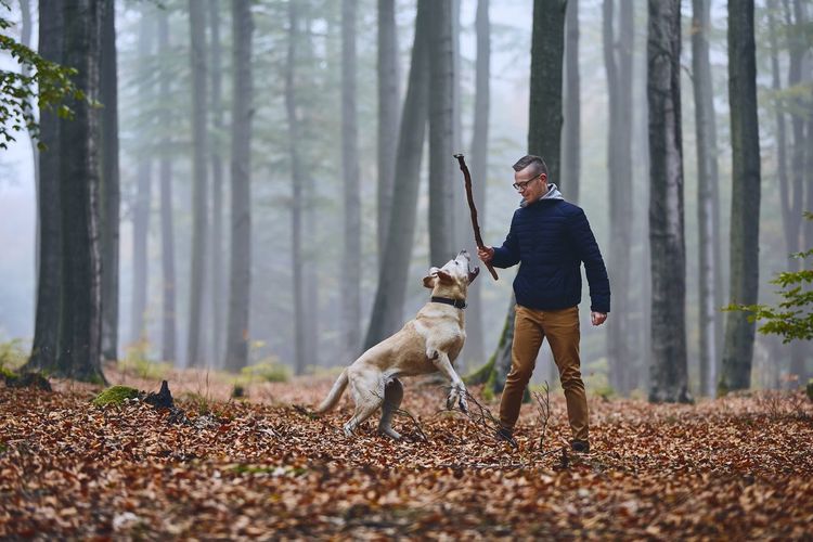 Man with dog on autumn leaves in forest