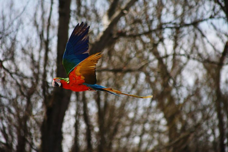 Free flying red macaw showing the underside of the wings