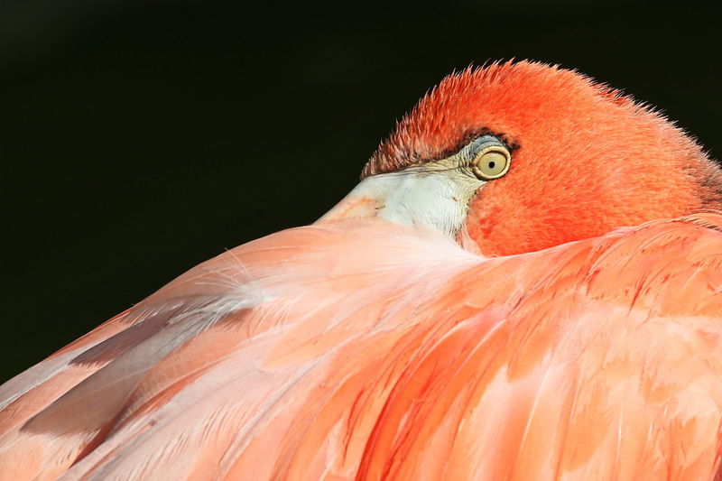 Close-up of a flamingo resting
