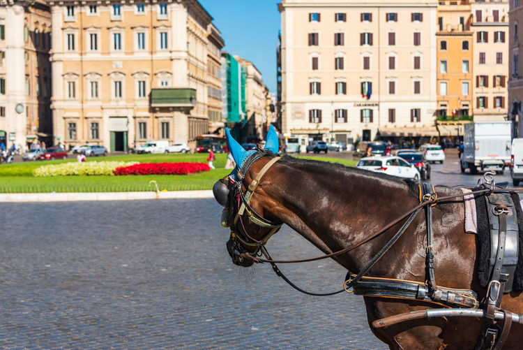 Horse cart in a city