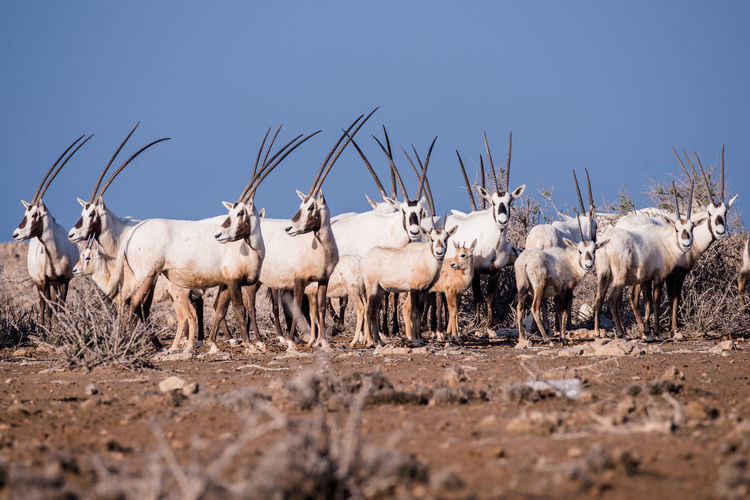 Group of arabian oryx  standing on field against clear sky