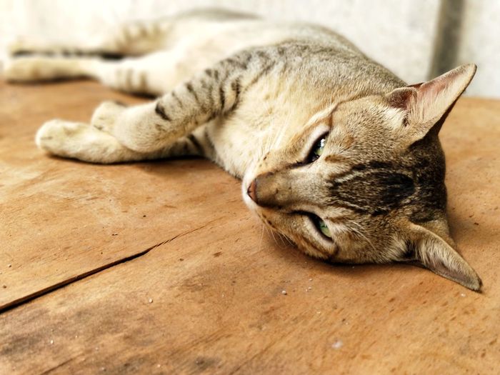 Close-up of a cat sleeping on floor