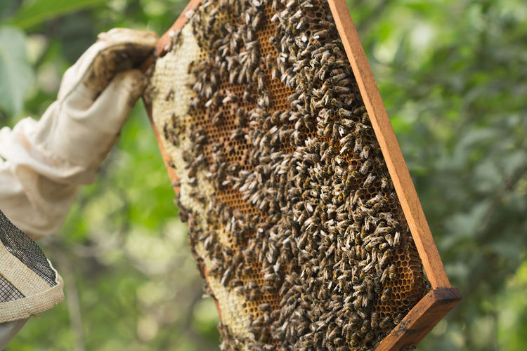 Close-up of bee on rock against blurred background