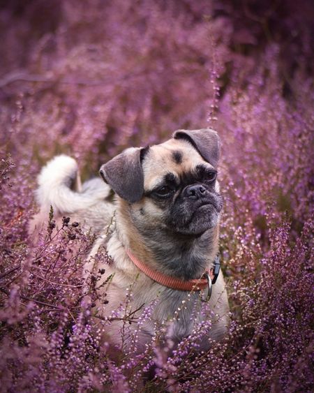 Close-up of dog looking away on purple flower