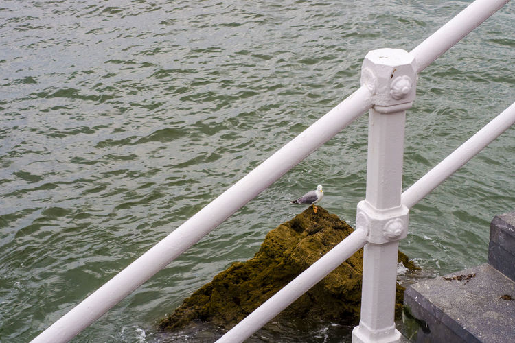 High angle view of bird on railing by lake