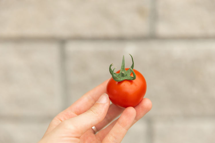 Cropped hand holding tomato