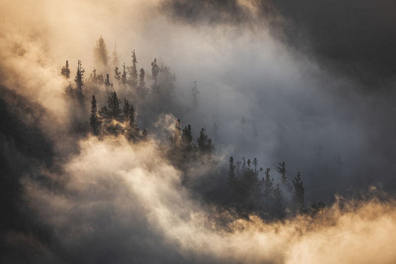 Aerial view of trees against sky during foggy weather