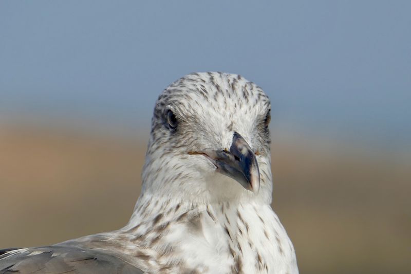 Portrait of seagull against blurred background