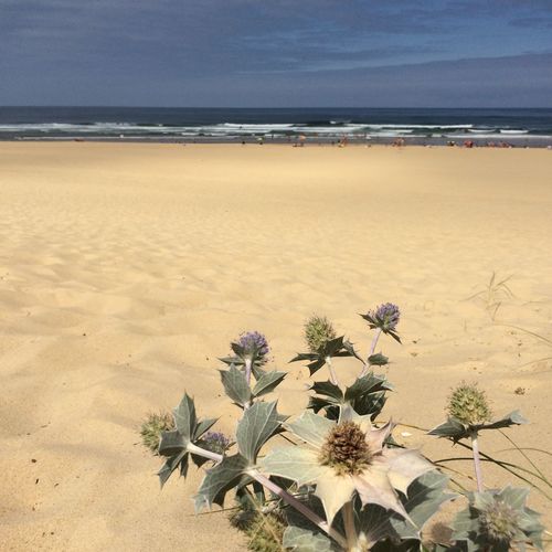 Scenic view of beach against sky