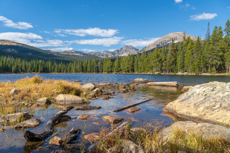 Scenic view of lake and trees in forest