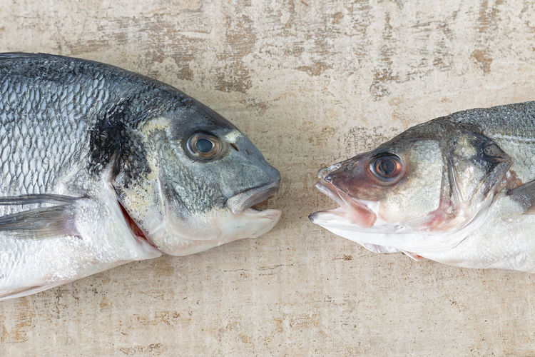 Close up of an orata and a seabass heads.