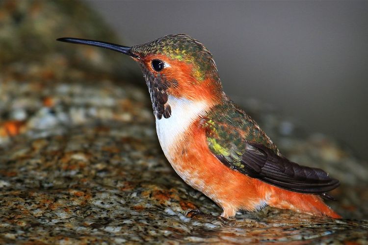 Close-up of a hummingbird cooling off is a small stream