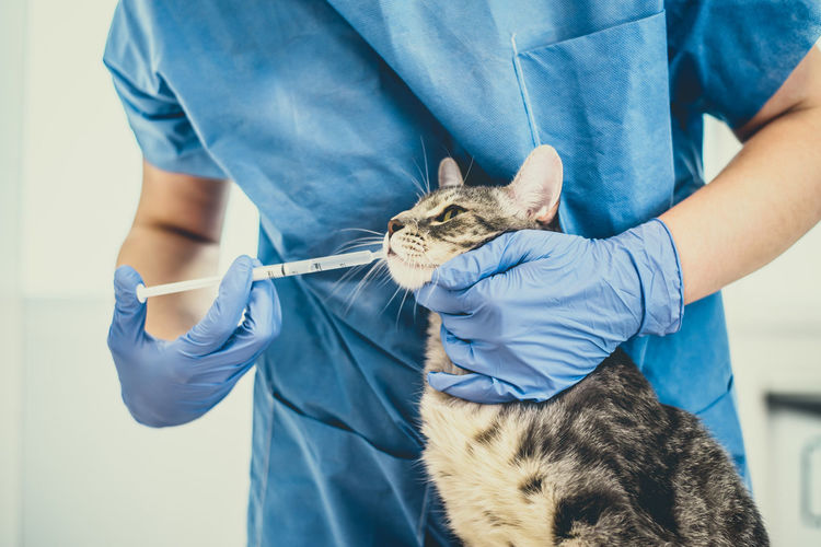 Veterinarian doctor is giving liquid medication to a cat