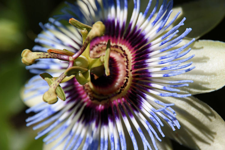 Close-up of passion flower blooming at park