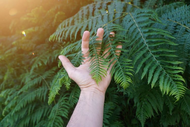 Close-up of hand holding fern leaves