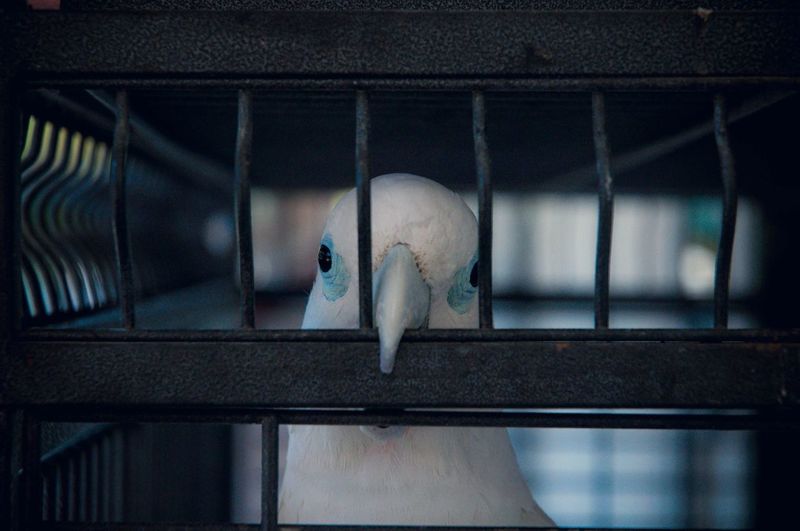Close-up portrait of bird in cage