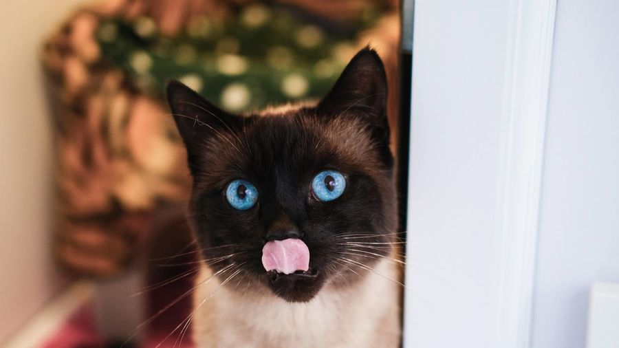 Close-up portrait of blue eye'd cat at home with tongue sticking out