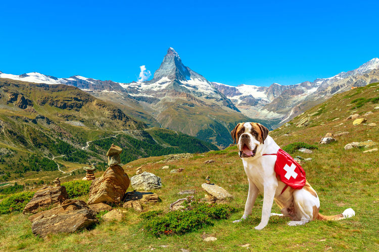 Dog sitting on mountain against sky