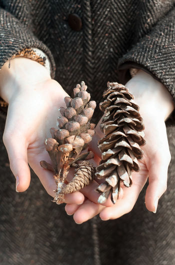 Close up pine cones concept photo