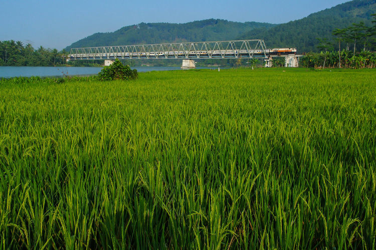 Indonesian train cross the river bridge trough green paddy field with hill and clear blue sky