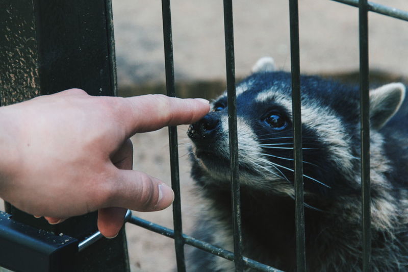 Cropped hand of person touching raccoon in cage