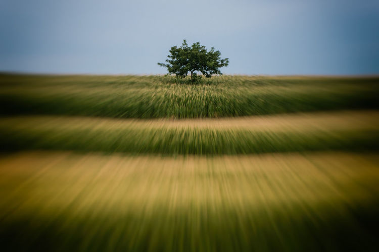 Scenic view of field against clear sky