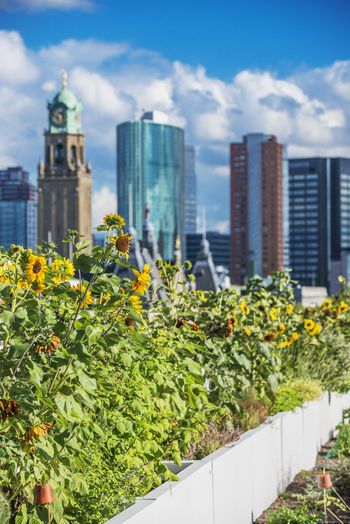 Sunflowers, skyscrapers on background
