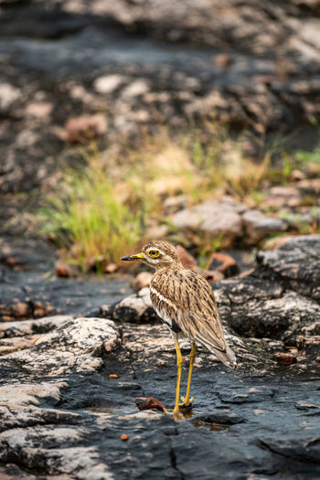Bird on rock