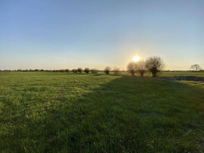 Scenic view of field against clear sky