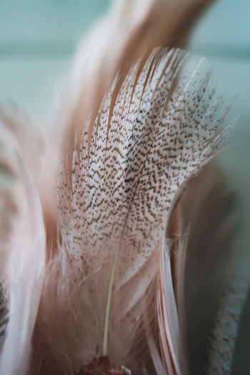 Close-up of feather, softness, fragility, feminine, background, neutrals, decoration, macro, pastel