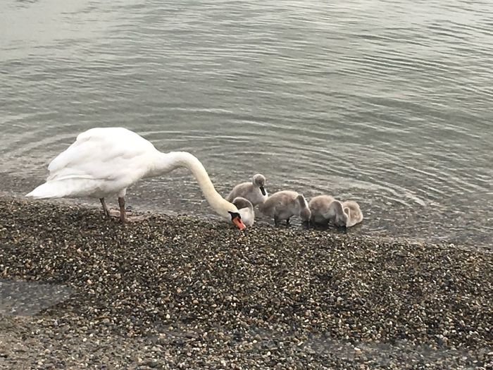 High angle view of birds on lakeshore