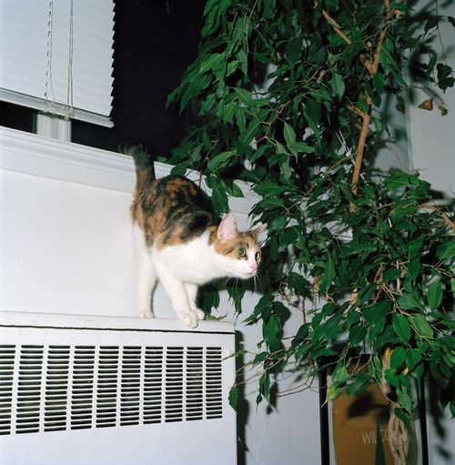 Cat against plants