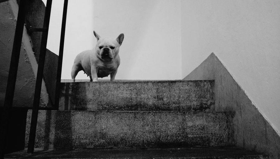 French bulldog on steps in building