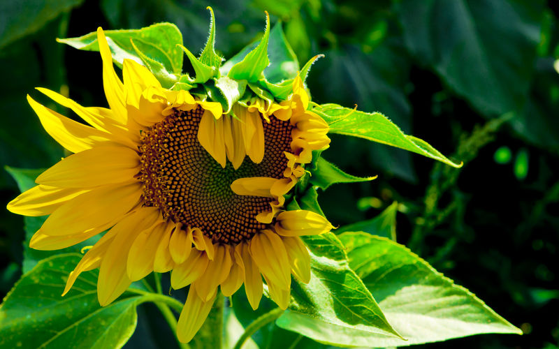 Close-up of butterfly pollinating on sunflower
