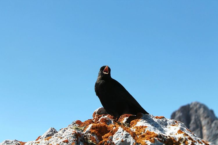 Low angle view of blackbird perching on rock against clear sky