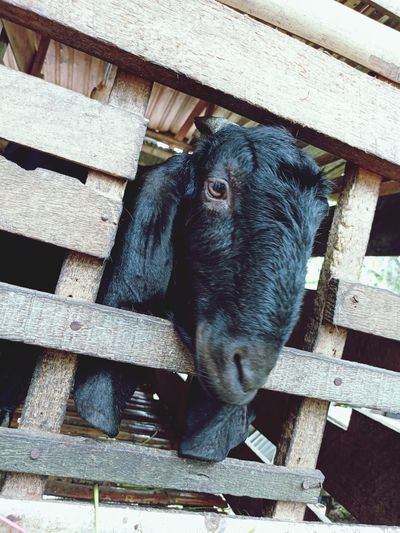 High angle view of goat in pen
