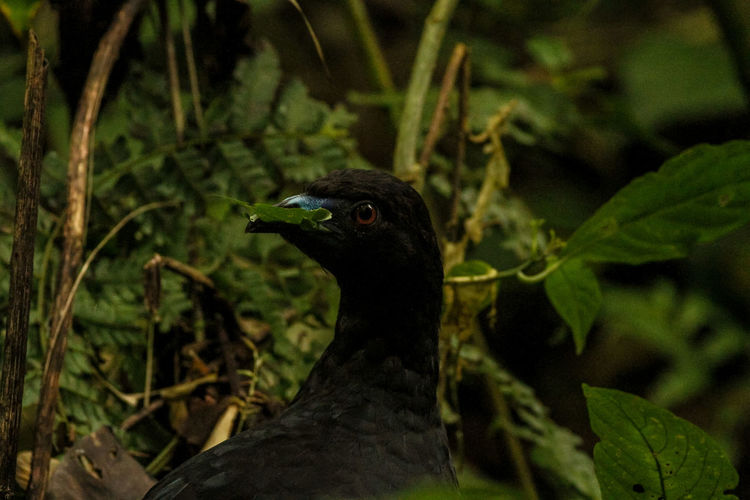 Close-up of a bird on a land