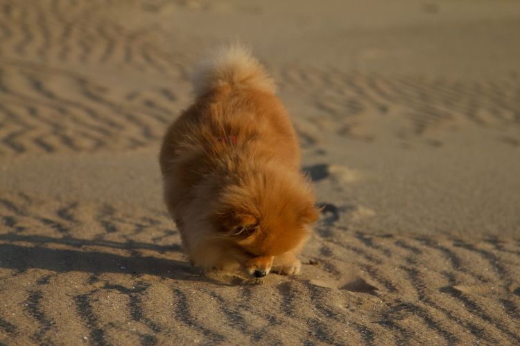 High angle view of a cat on beach