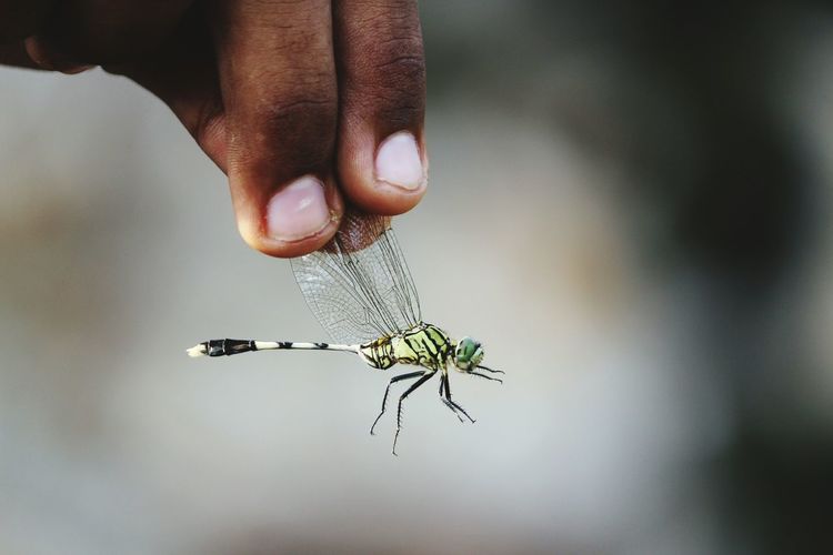 Close-up of insect on hand