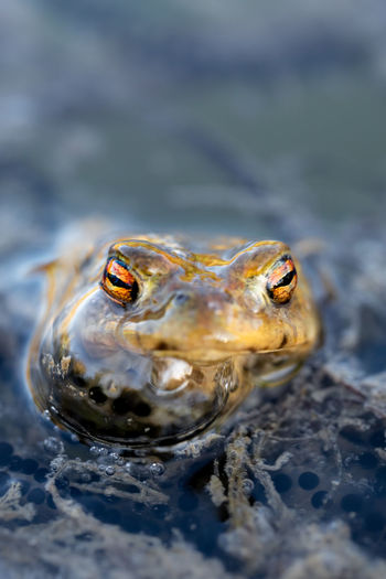 Close-up of frog in water