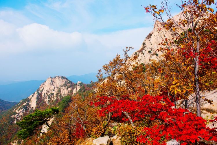 Red flowers on tree by mountain against sky