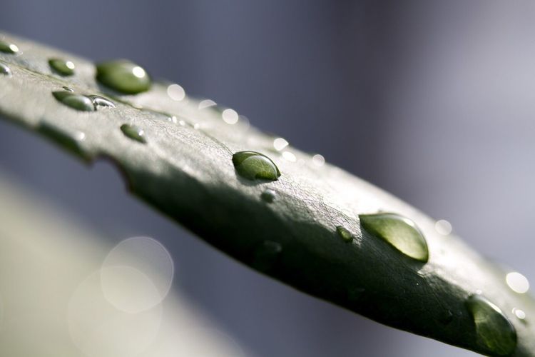 Close-up of green leaf on water
