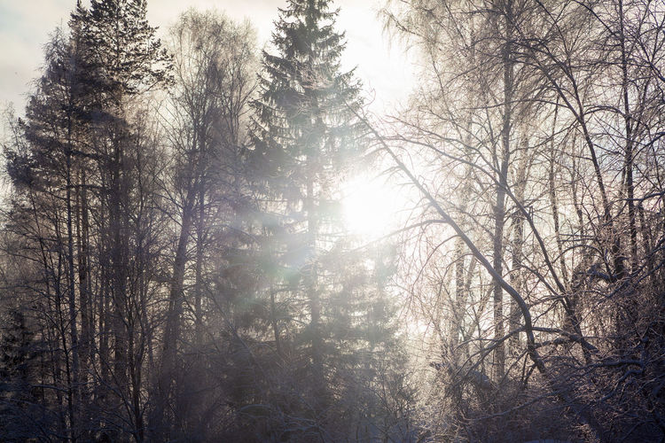 Ural winter landscape. sunny frosty day on the river