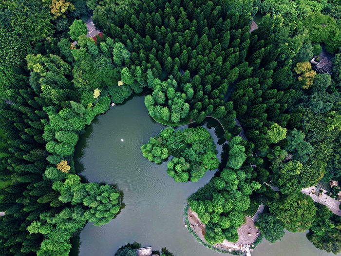 High angle view of fresh green plants in water