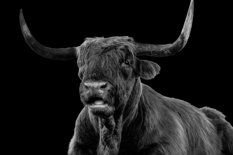Close-up of highland cattle against black background