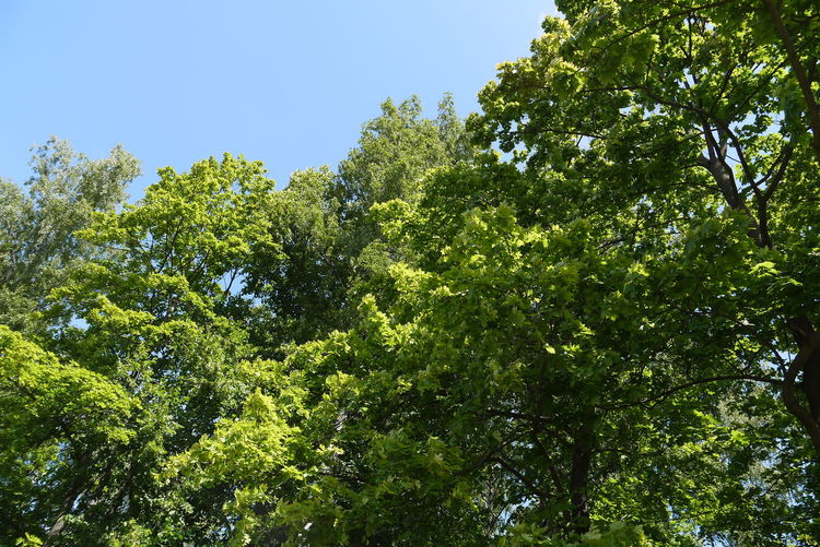 Low angle view of trees