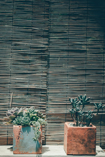 Potted plants against building