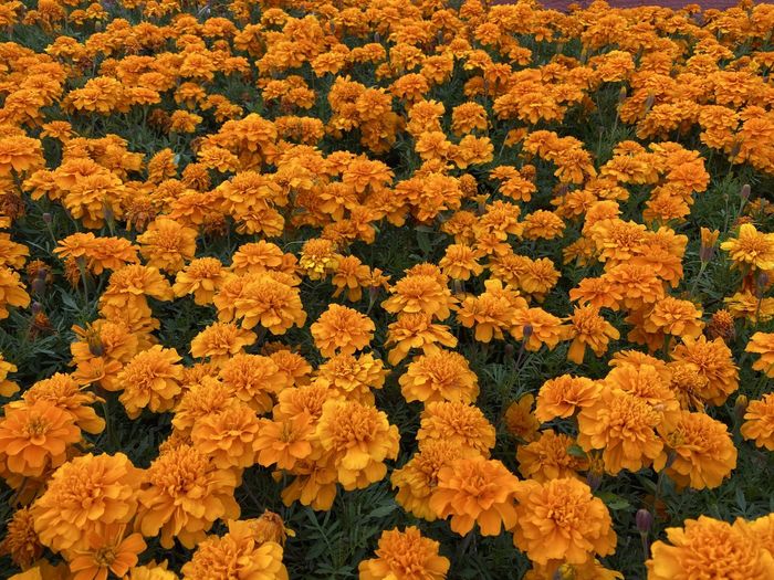 High angle view of yellow flowering plants