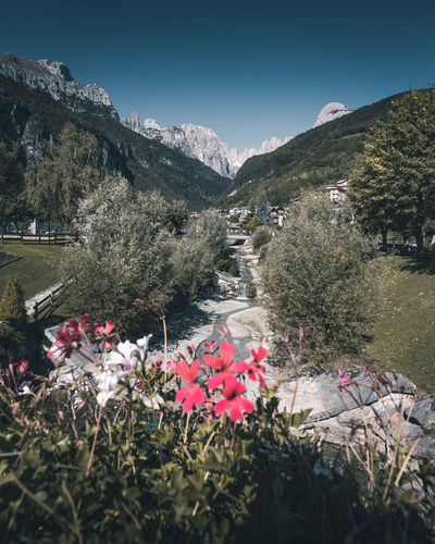 Flowering plants by mountains against sky