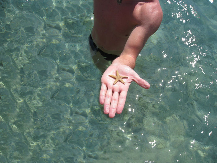High angle view of man holding starfish